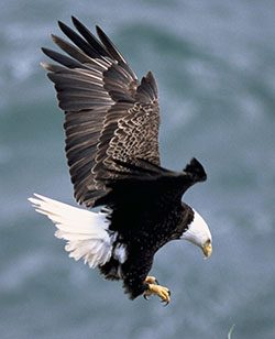 Bald Eagle