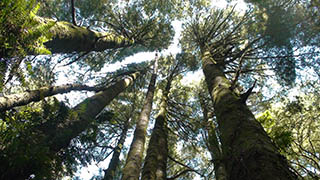 Kahikatea Trees